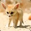 FennecQueen