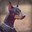 Doberman