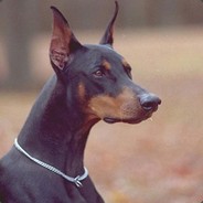 Doberman
