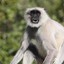 [HYFR] GRAY LANGUR