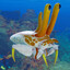 Periscopic Crab
