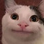 Polite_cat