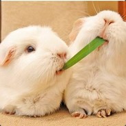 叽里咕噜哇哩呼噜