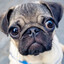 Pug