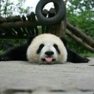 PandaDomo