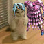Johnny Meowster