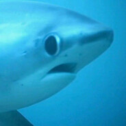 豆豉鲮鱼是APEX大王