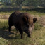 Boar