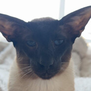 Annoyed Cat