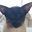 Annoyed Cat