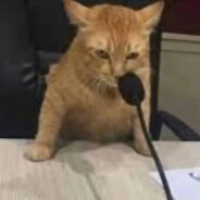 让我简单喵两句