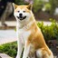 hachi