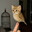 Meowl