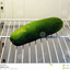 Fridge_Cucumber