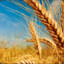 wheat (mpg)