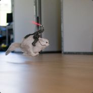 Sneezewortt