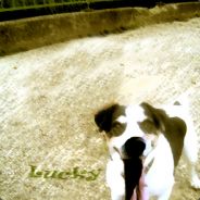 vAsHy - steam id 76561197960718864