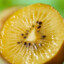 Gold kiwi