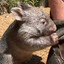 Wombat