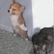 快让开我要装比了