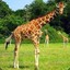 Gino the Giraffe
