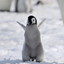 penguin_master5