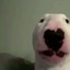 dog with a blog