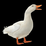 Duck CSGOSKINS