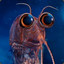 DoctorKrill