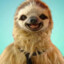 Business Sloth