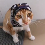 爱吃番茄的沙雕网友