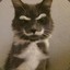 CatWithTheMoustache