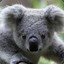 THE KOALA