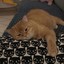 那只灰猫