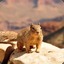 Mad Desert Squirrel