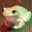 cute frog