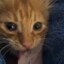 the bacon snacking cat