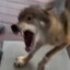 WØLF
