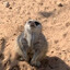 Meerkat