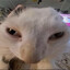 Tomateps