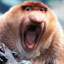 YAR1N