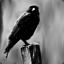 A Blushing Crow