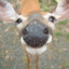 Gay Deer