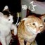 知名养猪场老板