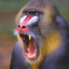 El Magnifico Mandril