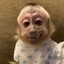 Monkyka