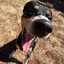 Bingo The Mutt