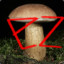 EZMushroom