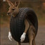 Kangaroo