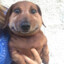 rolo